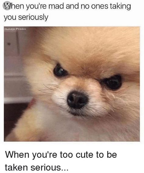 The 14 Funniest Pomeranian Memes That Will Brighten Your Day | Page 2 of 3 | PetPress Pomeranian Memes, Pomeranian Spitz, China Ancient, German City, Dog Breeding, Stay Home, It's Cold, Brighten Your Day, Memes