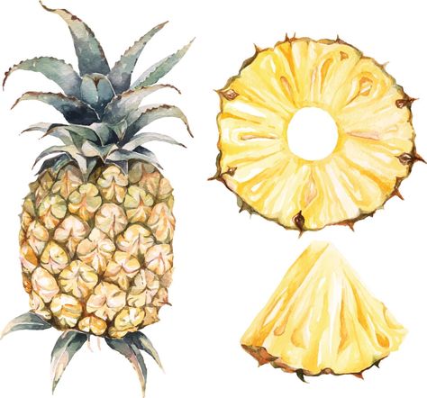 Watercolor pineapple set Pineapple Illustration Design, Pineapple Sketch, Fruit Watercolor Painting, Kitchen Painting Art, Pineapple Watercolor, Pineapple Vintage, Pineapple Drawing, Pineapple Leaves, Fruit Watercolor