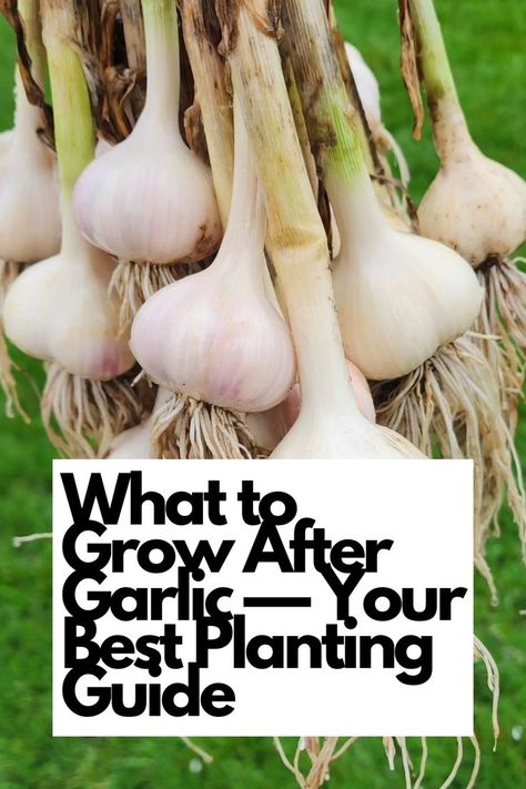 Discover the best plants to grow after garlic and maximize your garden's potential with our expert planting guide. From nutrient-rich greens to vibrant herbs and flavorful vegetables, we've got you covered. Dive into our comprehensive list and learn about the ideal planting companions for garlic, ensuring a successful crop rotation and healthier soil. IG Photo by: fumo.bbq Garlic Companion Plants, Planting Companions, Growing Cilantro, Growing Asparagus, Harvesting Garlic, Planting Garlic, Planting Guide, Succession Planting, Flavorful Vegetables