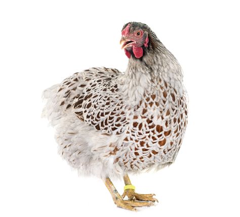 Blue Laced Wyandotte, Homemade Chicken Feed, Wyandotte Chickens, Blue Laced Red Wyandotte, Laced Wyandotte, Egg Laying Hens, Wyandotte Chicken, Laying Chickens Breeds, Egg Laying Chickens