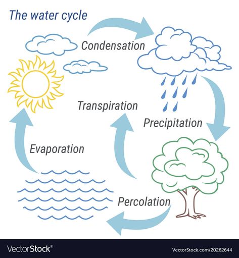 Water Crafts Preschool, Photosynthesis Projects, School Spirit Face Paint, Water In Nature, Rain Cycle, Water Cycle Project, Water Cycle Diagram, Hydrological Cycle, Cycle Pictures