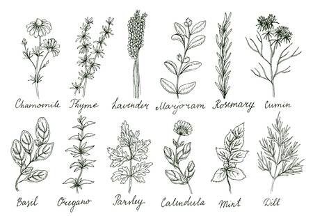 Illustration of Herbs and spices set. Organic healing wild flowers. Vector botanical illustrations. Doodle floral sketches vector art, clipart and stock vectors. Image 63739336. Herb Doodles, Botanical Doodles, Herb Tattoo, Sketchbooks Inspiration, Botanical Wreath, Tattoo 2023, Flower Line Drawings, Flowers To Paint, Spice Set