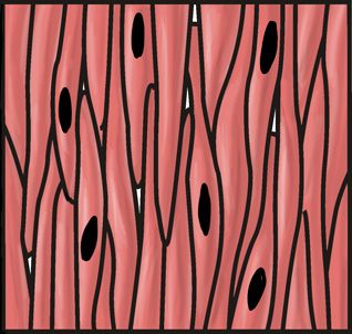 Smooth Muscle Tissue Microscope, Muscle Tissue Drawing, Tissue Biology, Smooth Muscle Tissue, Smooth Muscle, Science Cells, Body Part Drawing, Easy Disney Drawings, Skeletal Muscle