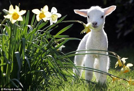 Put a spring in your step... with our guide to making the most of a glorious weekend Regnul Animal, Spring Lambs, Baby Lamb, Baby Goats, Cute Animal Pictures, The Grass, Sweet Animals, Animal Photo, 귀여운 동물