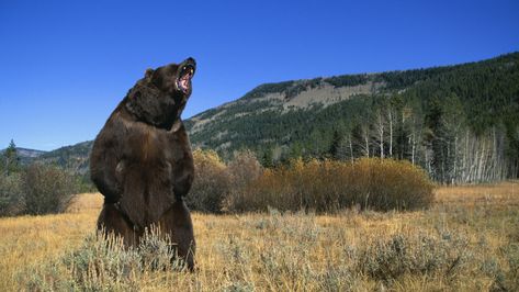 5 of History's Deadliest Bear Attacks - HISTORY Grizzly Man, Bear Attack, Katmai National Park, History Taking, Grizzly Bear, Glacier National Park, Black Bear, Brown Bear, Pet Names