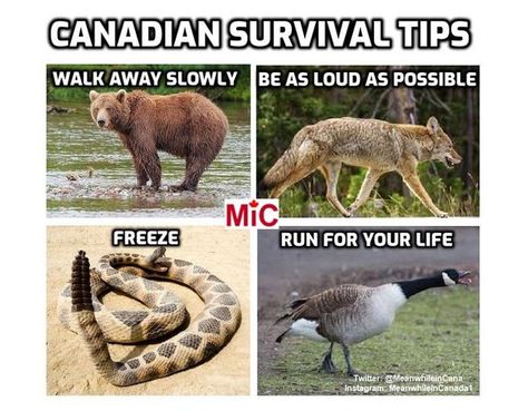 “Meanwhile In Canada”: 50 Memes That Perfectly Reflect The Country Canadian Memes, Canada Memes, Canadian Humor, Meanwhile In Canada, Canadian Things, Cute Puns, Survival Techniques, Two Boys, Kerosene Lamp