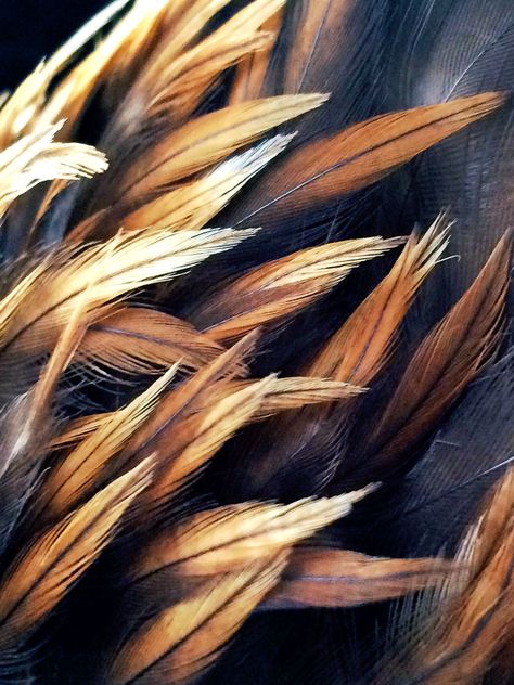 Feathers – Eagle – Brown Lego Knights Kingdom, Feather Identification, Brown Eagle, Photo Macro, Feather Photography, Website Design Wordpress, Eagle Feathers, Natural Structures, Brown Bird