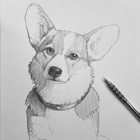 @art_iusupov shared a photo on Instagram: “Who can guess the breed of this dog? 🐕 I wait for your answers in the comments. #drawing #lineart #artiusupov #sketch #sketchbook…” • Jul 3, 2020 at 4:53pm UTC Animal Sketches Easy, Dog Drawing Ideas, Dog Pencil Drawing, Drawing Ideas Pencil, Cow Sketch, Draw Dogs, Realistic Animal Drawings, Corgi Drawing, Pencil Drawing Ideas