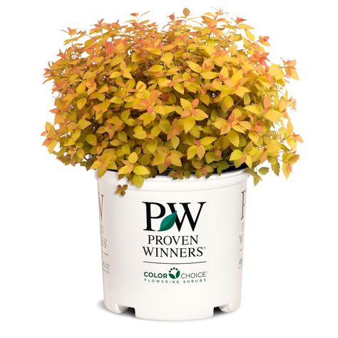 Proven Winners 2 Gallon (7.5L) PW ColorChoice Double Play Candy Corn Spirea Shrub | The Home Depot Canada Candy Corn Spirea, Spirea Shrub, Dark Purple Flowers, Pineapple Yellow, Proven Winners, Spring Plants, Garden Elements, Candy Apple Red, Plant Health