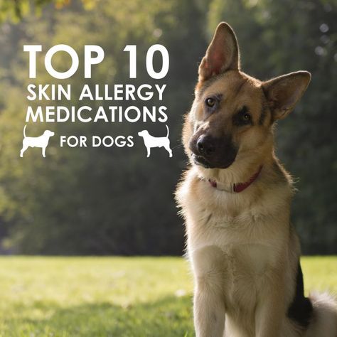 Ten Skin, Dog Skin Allergies, Dog Skin Problem, Skin Allergy, Medication For Dogs, Dog Tricks, Ragdoll Cats, Pet Tips, Pet Items