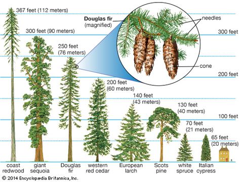 The heights of selected conifers and a highlight of the needle-and-cone configuration of the Douglas fir (Pseudotsuga). Encyclopedia Britannica, Coniferous Trees, Coast Redwood, Tree Id, Plant Encyclopedia, Redwood Trees, Tree Identification, Kids Homework, Conifer Trees