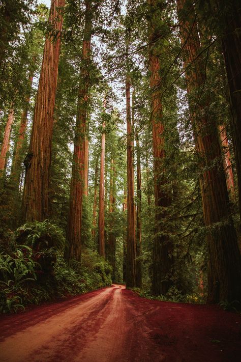 Forest Landscape → Edited with the Complete Collection of the 'Artist Series' Lightroom Presets. This unique collection includes every single product of the best-selling Artist Series with a total of 105 Lightroom presets. And that's not all: You also get every future product of the Artist Series at no extra cost! Trees Iphone Wallpaper, Red Trees, Redwood National Park, Redwood Tree, Lightroom Presets Bundle, Aroma Essential Oil, Redwood Forest, Forest Pictures, Spring Wallpaper