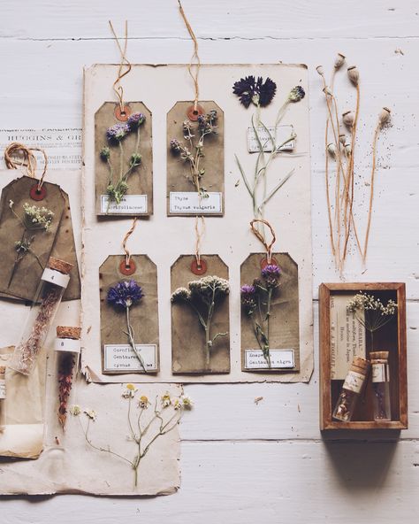 Botanical inspiration 🌿 Dried & pressed...now for a bit of gluing & sticking!! 🌿 #faffingwhileishouldbesortingdinner Dried Flowers Bookmark Diy, Herbarium Jar, Diy Herbarium Bottle, Pressed Flowers Aesthetic Dark, Flower Herbarium, For A, Botanical Inspiration, طوابع بريد, Pressed Flower Art