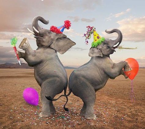 Funny Elephant, Elephant Balloon, Funny Happy Birthday Wishes, Elephant Images, Elephants Never Forget, Elephant Pictures, Elephants Photos, Elephant Party, Funny Animal Photos