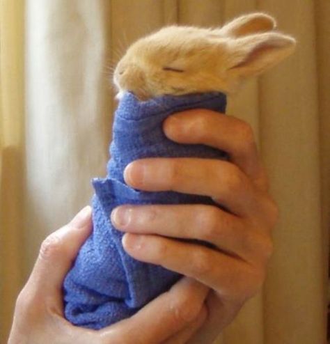 This burrito bunny. Wrapped In Blanket, Bunny Pics, Somebunny Loves You, Pet Rabbits, Sleeping Bunny, Foo Foo, Adorable Bunnies, Bunny Stuff, Love Bunnies