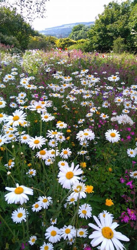 Astetic Flower Picture, Chloecore Aesthetic, Wild Flower Meadow, Arte Van Gogh, Flowers Photography Wallpaper, Nothing But Flowers, Pretty Landscapes, Aesthetic Photography Nature, Nature Garden