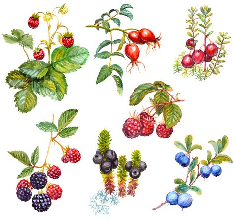 There's no denying our love for raspberries, blueberries, and blackberries, but there's a whole world of berries beyond them worth exploring. The thing is, you probably won't find them at your local grocery store or even the farmers market. This is a guide to berries that are more likely found while foraging for food along roadsides and in your friends' backyards. Akvarel Illustration, Elderberry Plant, Forest Fruits, Scrapbook Clipart, Wild Forest, Niigata, Berry Wreath, Wild Berry, Fruit Art