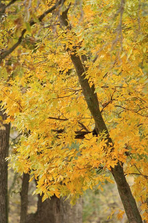 Green Ash Tree, Fast Growing Shade Trees, Midwest Living, Ash Tree, Green Ash, Beautiful Trees, Red Fall, Arbour Day, Small White Flowers