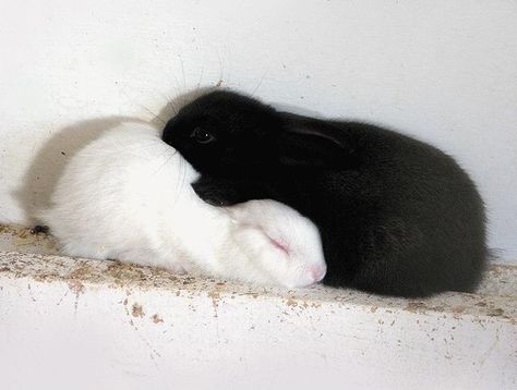 Bunnies Cuddling, Bunny Cuddle, Two Bunnies, Baby Toilet, Cat Couple, Vision Board Photos, Yin And Yang, Cat Aesthetic, Cartoon Profile Pics