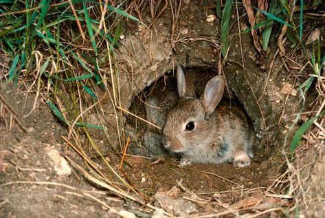 Rabbit Burrow, Burrowing Animals, Wild Rabbits, Animal Homes, The Velveteen Rabbit, Wild Rabbit, Velveteen Rabbit, Watership Down, Rabbit Illustration