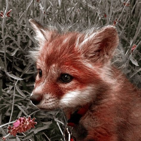 Fox Profile Picture, Fox Icons Aesthetic, Kelsey Aesthetic, Fox Icon, Pocket Sand, Fox Ears, Animal Icon, Fox Girl, Cute Posts