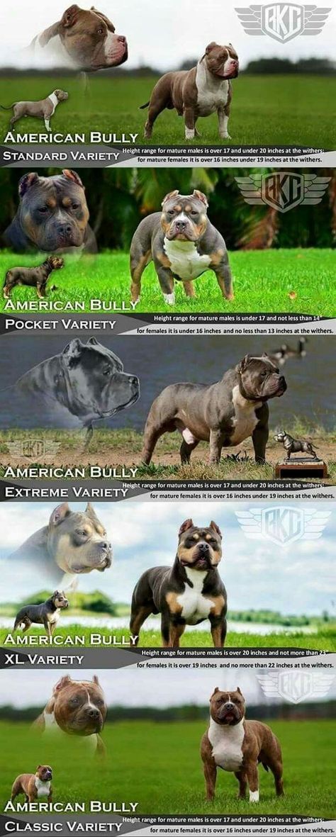 American Bully Classic, Pitbull Dog Puppy, Big Dogs Breeds, Biggest Dog In The World, American Bulldog Puppies, Pitbull Boxer, Puppies Pitbull, Pitbull Dogs, American Bullies