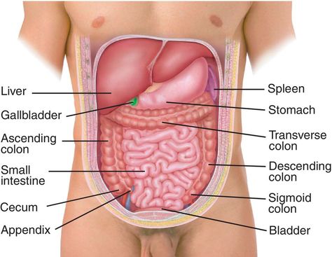 Abdominal Cavity, Thoracic Cavity, Medical Dictionary, Medical Questions, Human Anatomy And Physiology, Medical Terms, Abdominal Pain, Anatomy And Physiology, Human Anatomy