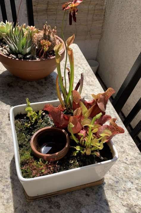 Desktop Water Garden, Bog Garden Ideas Carnivorous Plants, Bog Garden Ideas, Carnivorous Plants Terrarium, Bog Plants, Bog Garden, Indoor Water Garden, Plant Projects, Inside Plants