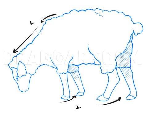 Drawing Of Sheep, Draw A Sheep, Simple Biblical Drawings, Drawing Sheep, Draw Sheep, How To Draw Sheep, Sheep Pictures Drawing, How To Draw A Sheep, Sheep Drawing Simple