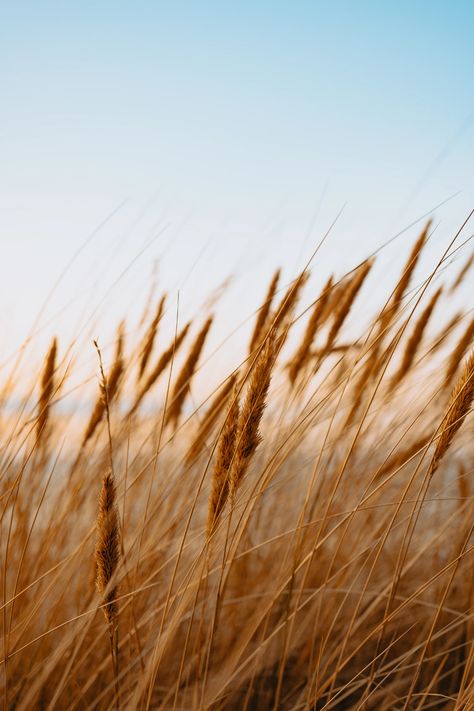 brown wheat field during daytime photo – Free Image on Unsplash Wheat Aesthetics, Wheat Photos, Western Icons, Grass Land, Time Lapse Photography, Iphone11 Pro, Fields Of Gold, Wheat Field, Grass Field