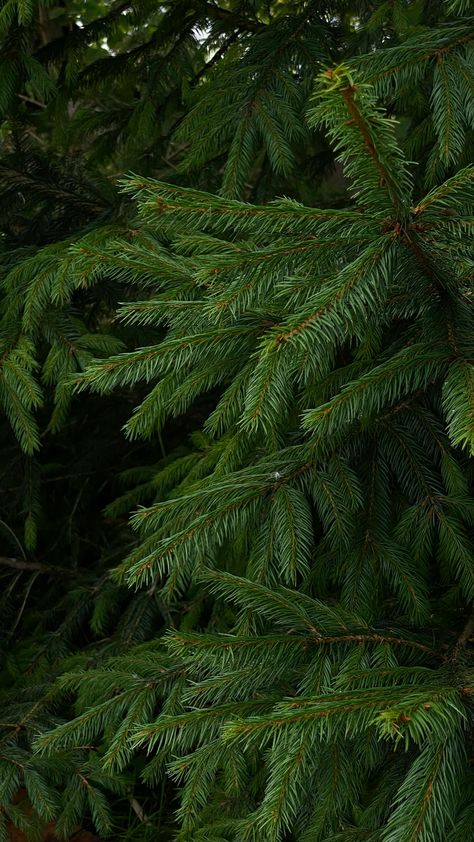 Close-up of Evergreen Spruce Branches in Forest · Free Stock Photo Spruce Tree Aesthetic, Pine Forest Aesthetic, Evergreen Aesthetic, Black Labrador Dog, Dense Forest, Forest Canopy, Conifer Trees, Spruce Tree, Winter Nature