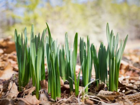 Flower Time Lapse, Planting Daffodil Bulbs, Daffodils Planting, Narcissus Flowers, Beginners Gardening, Daffodil Flowers, Flower Bed Edging, Daffodil Bulbs, Yellow Daffodils