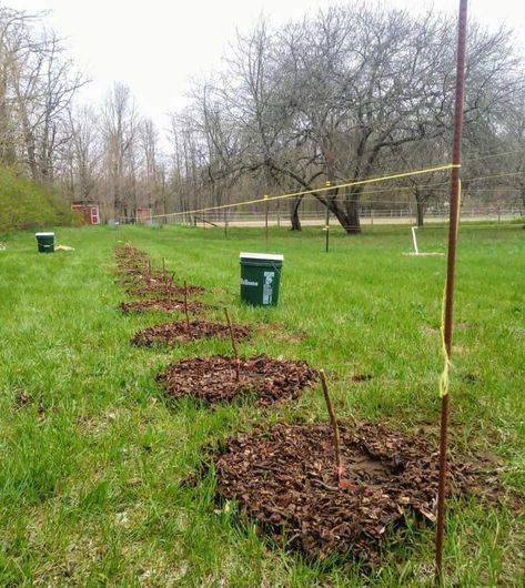 How To Start New Raspberry Canes For A High Yielding Berry Patch Raspberry Patch Design, Berry Patch Ideas, Raspberry Hedge, Berry Patch Layout, Rasberry Trellis, Berry Garden Design, Berry Orchard, Raspberry Growing, Orchard Planning