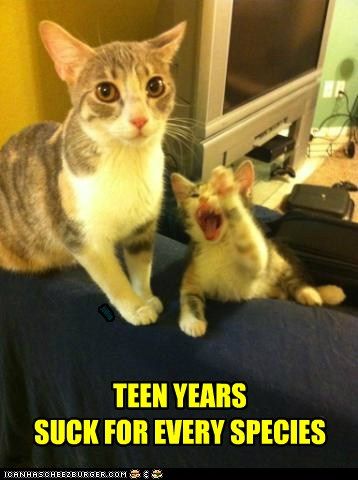 Looks like every species of parents dreads the teenage years Cat Photos, Funny Cat Memes, Funny Cat Pictures, The Funny, Silly Cats, Funny Animal Pictures, Crazy Cat Lady, Animal Memes, Funny Cat