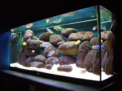 Klein Aquarium, Aquarium Furniture, Mbuna Cichlids, African Cichlid Aquarium, Biotope Aquarium, Cichlid Aquarium, Cichlid Fish, Small Fish Tanks, Cool Fish Tanks