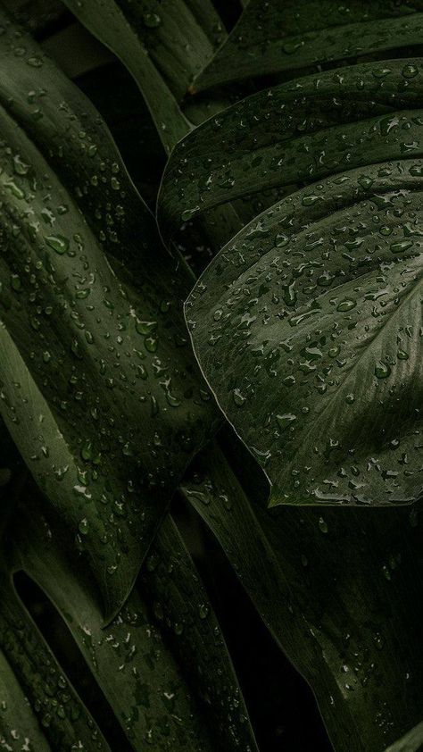 Olive Green Wallpaper Aesthetic, Green Olive Aesthetic, Dark Green Wallpaper Laptop, Dark Olive Green Wallpaper, Plant Background Aesthetic, Dark Green Nature, Olive Green Aesthetic, Greenery Aesthetic, Olive Green Wallpaper