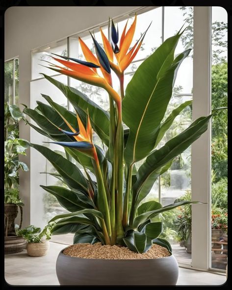 Orange Bird Of Paradise Plant, Snake Plant Outdoor Landscape, Bird Of Paradise Plant Outdoor Landscape, Bird Of Paradise Plant Indoor, Garden Props, Plant Centerpieces, Birds Of Paradise Plant, Bird Of Paradise Plant, Architectural Plants