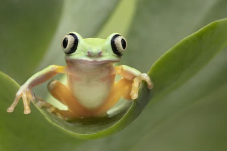 Linda d lester-Fotos / 500px Frog On A Leaf, Tree Frog Tattoos, Tattoo Animals, Louisiana Swamp, Frog Tattoo, Green Tree Frog, Frog Sitting, Frog Pictures, Frog Tattoos