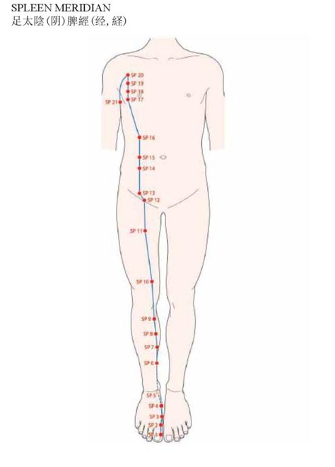 Spleen Meridian, Stomach Meridian, Meridian Acupuncture, Chi Kung, Lower Limb, Acupuncture Points, Good Shepherd, Central Nervous System, Lower Leg