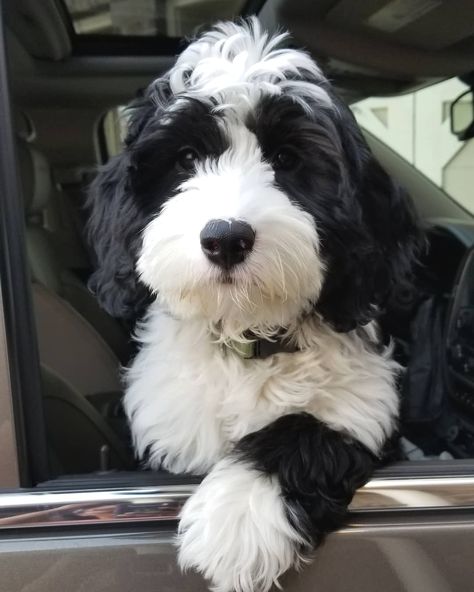 Black And White Cockapoo, Black Labradoodle Drawing, Double Doodle Dog, Augie Doggie, Black Labordoodle, Black And White Labradoodle, Bearded Collie Puppies, Labradoodle Black, White Labradoodle