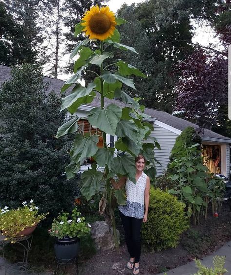 Mildly Interesting, Giant Sunflower, Dinosaur Footprint, Plant House, Long Flowers, Sunflower Garden, Humor Videos, Things Under A Microscope, Flower Names