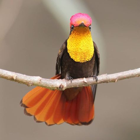 I am always amazed when I see this beautiful Ruby Topaz hummingbird in my yard Names Of Birds, Hummingbird Art, Rare Birds, Funny Birds, Humming Bird Feeders, Nature Birds, All Birds, Exotic Birds, Birds Of Paradise