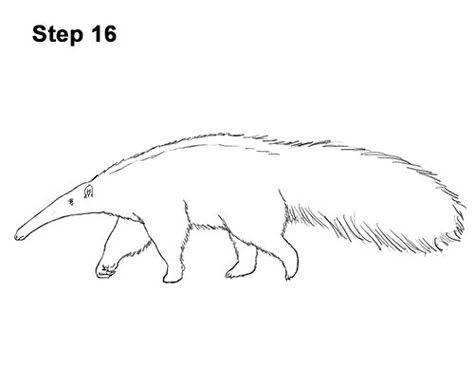 Anteater Drawing, Brazil Animals, Aesthetic Skateboard, Giant Anteater, Drawing Instructions, Cute Bear Drawings, Popular Cartoons, Mothers Day Crafts For Kids, Canvas Painting Designs