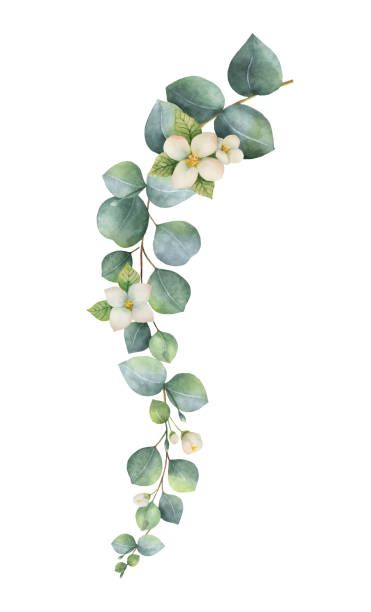 2,451 Eucalyptus Leaves Stock Photos, Pictures & Royalty-Free Images - iStock Gallery Wall Printables, Watercolor Vector, Kids Room Murals, Feuille Eucalyptus, Mixed Media Art Canvas, Green Eucalyptus, Stock Flower, Leaf Images, Watercolor Bouquet