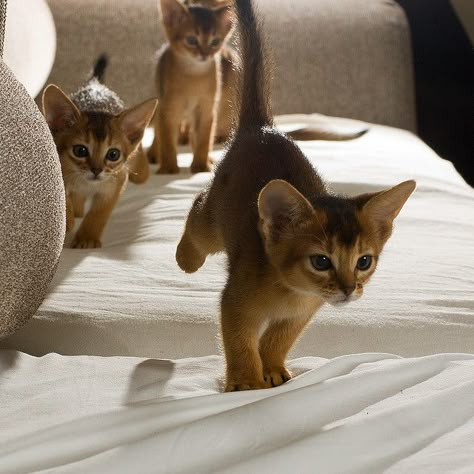 Jumpy jumpy jumpy! Abyssinian Kittens, Best T Shirts, Abyssinian Cats, Pretty Kitty, Cat Pose, Kittens And Puppies, Abyssinian, Cute Cats And Kittens, Kitty Cats