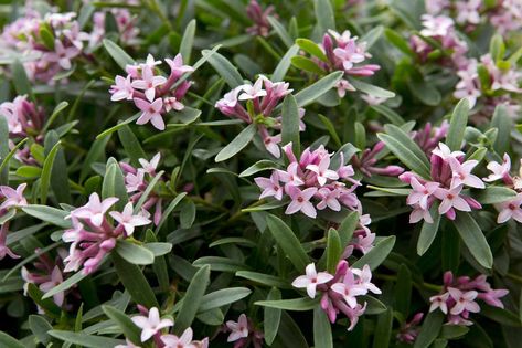 Pale-pink Daphne x transatlantica 'Pink Fragrance' Daphne Plant, Plants For Small Gardens, Shade Loving Shrubs, Colorful Shrubs, Low Growing Shrubs, Pink Fragrance, Shade Shrubs, Gravel Garden, Urban Gardening