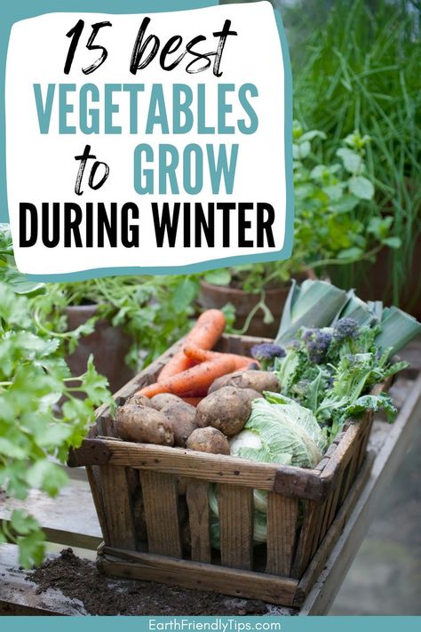 Picture of crate of garden vegetables with text overlay 15 Best Vegetables to Grow During Winter Fall Winter Vegetable Garden, Fall And Winter Vegetable Garden, Planting Winter Vegetables, Plants To Grow In Winter, Winter Garden Boxes, What To Plant In The Winter, Winter Sowing Vegetables Zone 6, Winter Veggie Garden, Winter Veggies To Grow