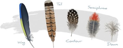 feathers, Copyright Cornell Lab of Ornithology Feather Identification, Types Of Feathers, Wild Birds Unlimited, Flight Feathers, Type Illustration, Nature Artwork, Feather Art, Retriever Dog, Zoology