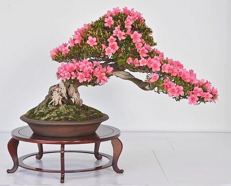 Bonsai Azalea, Azalea Bonsai, Bonsai Kit, Orchid Tree, Bonsai Tree Types, Tropical House Plants, Bonsai Seeds, Bonsai Styles, Bonsai Flower