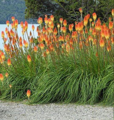 Red Hot Poker Flower Kniphofia Uvaria - 30 Seeds Hot Poker Plant, Kniphofia Uvaria, Red Hot Poker Plant, Red Hot Poker, Portulaca Oleracea, Prickly Pear Cactus, Starter Plants, How To Attract Hummingbirds, Prickly Pear